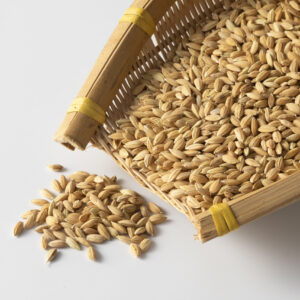 Sorghum